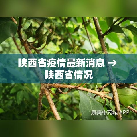 陕西省疫情最新消息 → 陕西省情况 陕西省疫情最新消息 → 陕西省情况